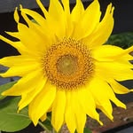 Jerome Gray - @rowmejoe - Instagram