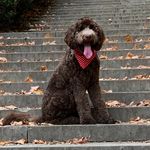 Jerome Blue Hightower🐶 - @romey_thedoodle - Instagram