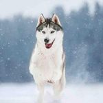 Jerome Leblanc - @jerome.leblanc.5872 - Instagram