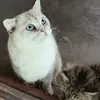 jeromeliu1 - @jeromeliu1 - TikTok