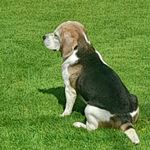Jerome Lynch - @ballybaybeagles - Instagram