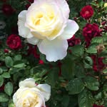 Jerome Mackey - @mackey3683 - Instagram