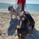 Jerome marion - @offthewaterbulliez - Instagram