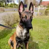 Jérome Masse - @club.malinois - TikTok
