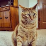 Coop dawg - @cooperjeromemasters - Instagram