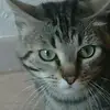 Jérôme Metzger - @coockielechat - TikTok