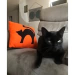 Jerome Michaels - @furrfect_buddies - Instagram