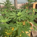 Jerry Brock - @jeffbull49 - Instagram