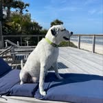 Jerri Morris Mann - @disneydogs_2 - Instagram