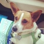Jerry Murray - @jerry_the_adorable_dog - Instagram