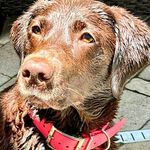 Jerri Rogers - @teamlabragator - Instagram