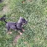 Jerrod Bailey - @jackboiq745 - Instagram