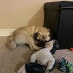 Jarrod Henry - @its_tough_being_milo - Instagram