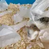 jerold the hamster - @jerold.the.dwarf.hamster - TikTok