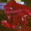 Jerry Ali - @jerry_ali - TikTok