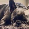Jerry The Frenchie! - @jerryashworth - TikTok