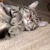 jeremy aubuchon - @jeremyaubuchon - TikTok
