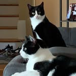 Jᴇʀʀʏ & Bᴀʀɴᴇʏ - @_bigcat_littlecat_ - Instagram