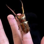 就是愛冷門蟲 - @jerry_beetles - Instagram