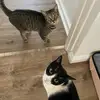 Ben & Jerry - @bennjerry8 - TikTok