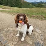 Jerry Bennett 🤍 - @jerrybennett_springerspaniel - Instagram