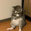Jerry BB - @rachaelamino - TikTok