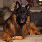 Jerry the GSD - @jerry_bone_ - Instagram
