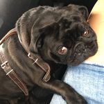 Jerry Boston🐶 - @jerryboston_ - Instagram
