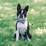 Jerry - @boston_terrier_jerry - Instagram