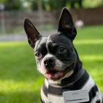 Jerry the Boston terrier - @jerryjoeberry - Instagram