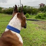 Jerry - @jerry_boxer4545 - Instagram