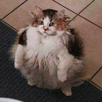 jErry - @bretzelauxfromages - Instagram