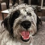Jerry Brewster - @jerry.to.the.rescue - Instagram