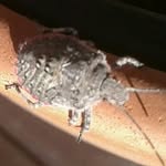 Jerry - @jerry_stink_bugg - Instagram