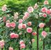 Jerry Bui - Facebook
