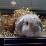 @jerry__bunny - Instagram