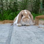 Jerry Bunny - @jerry_bunnyy - Instagram