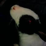 @jerry_bunny_ - Instagram