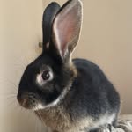 Jerry - @jerry_the_bunny2024 - Instagram