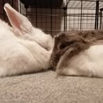 Tom & Jerry - @tom.jerry.bunnies - Instagram