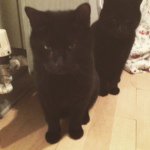 Tom_jerry - @tom_jerry_buster_cats_ - Instagram
