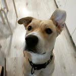 Jerrycão - @o.jerrycao - Instagram