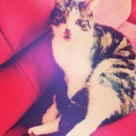 Cookie 😻 - @jerry_cattastic - Instagram