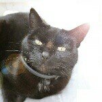 Jerry Cat - @jerry_catt - Instagram