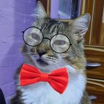 Jerry - @jerry.cattt - Instagram