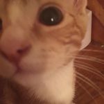 Jerry - @jerry.catttt - Instagram