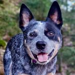 Jerry - @jerry_cattledog - Instagram