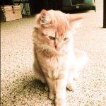 Jerry - @jerry_the_catt - Instagram