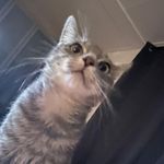 Jerry.Catt - @jerthecatt - Instagram