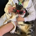 Jerrycatt - @jerry_cat_tabby - Instagram